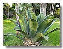 Agave Ferox